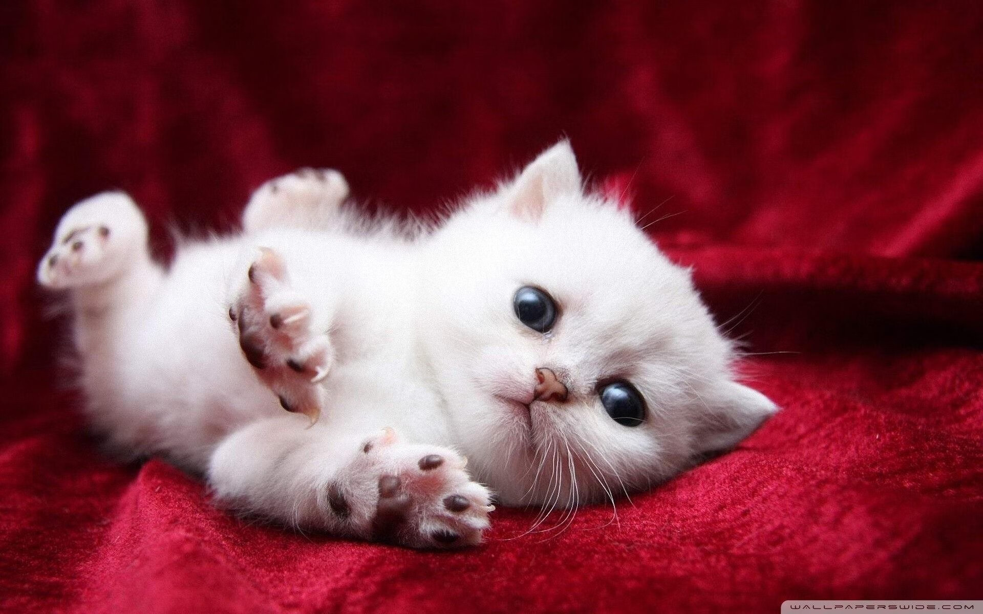 太阳鏖战尼克斯，2026世界杯的跨洲际焦点战